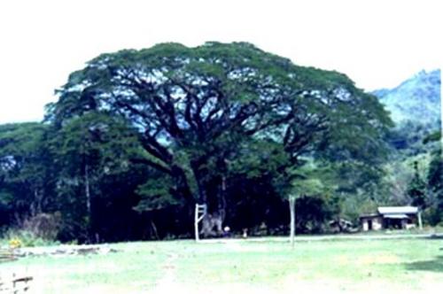 Aciga Tree